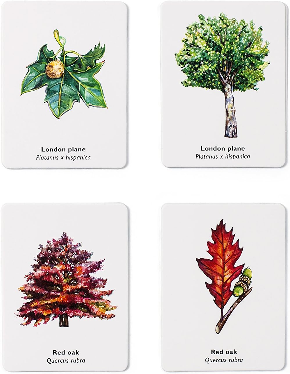 Leaf and Tree Match Memory Game