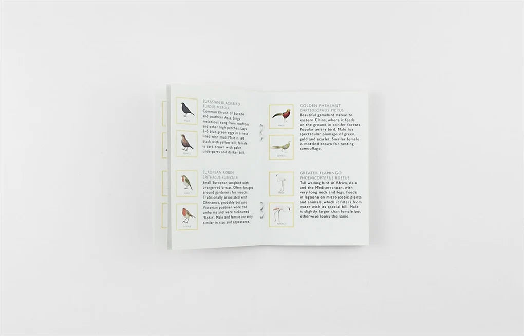 Match a Pair of Birds Memory Game