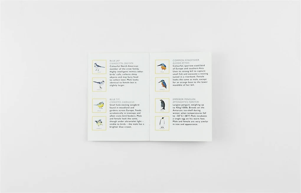 Match a Pair of Birds Memory Game